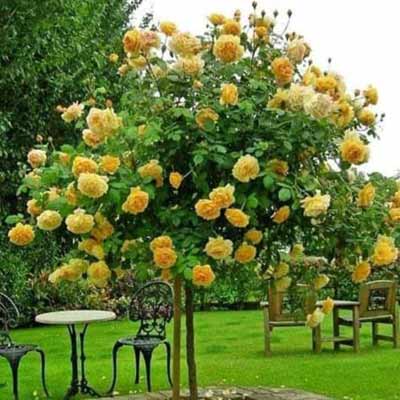Ruža stablašica Gabi-Marlej